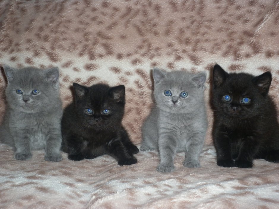 Британские котята прямоухие серые черные