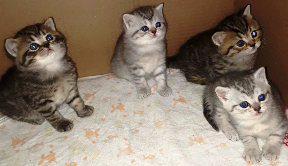 Британские котята окрас табби