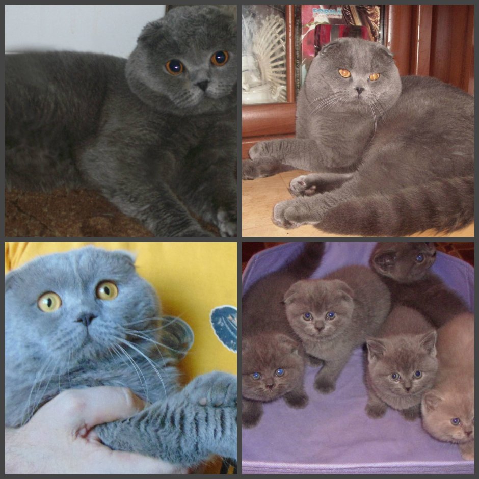 Шотландская вислоухая полукровка