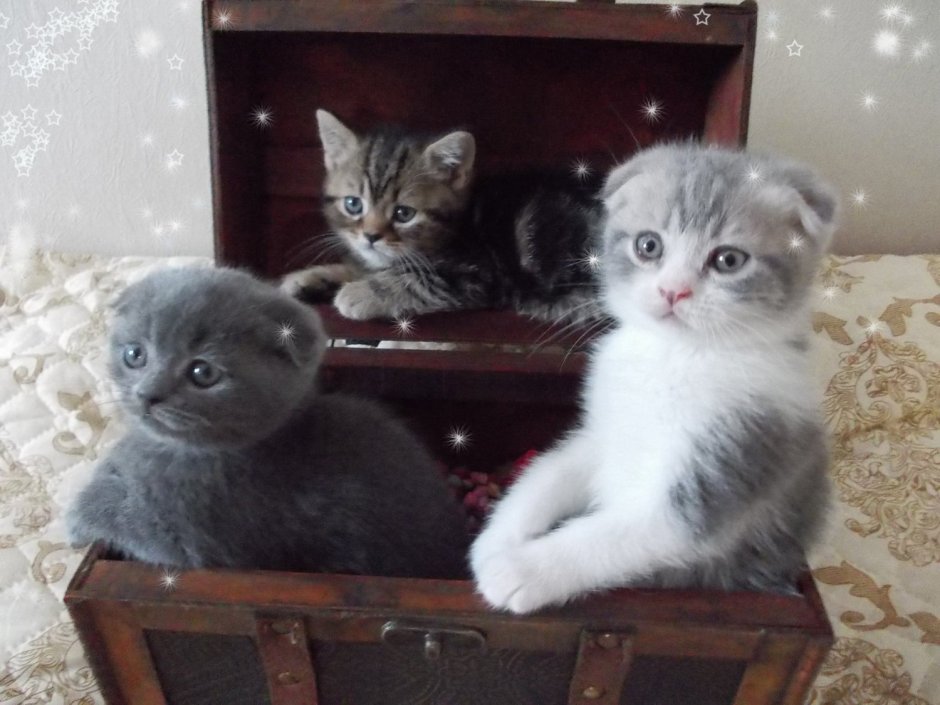 Стоит ли брать шотландского котенка