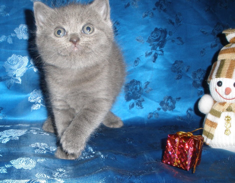 Смесь котят британского и шотландского