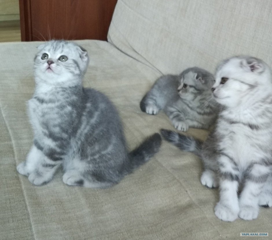 Помесь шотландской вислоухой и обычной кошки