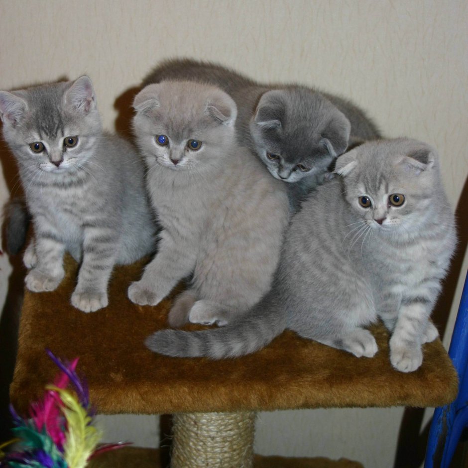 Котята вислоухие полукровные шотландцы