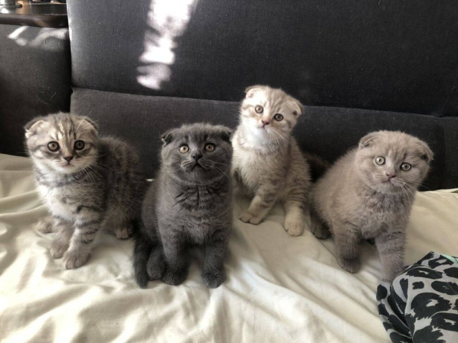 Вислоухие котята шотландцы смесь разношерстная