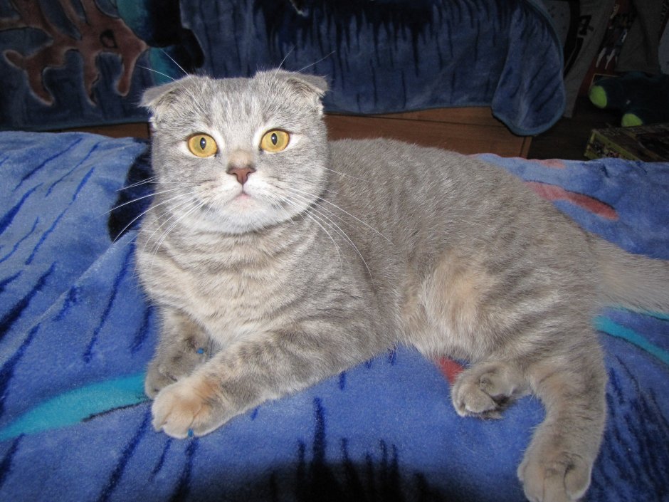 Метис Британская короткошёрстная + скоттиш фолд