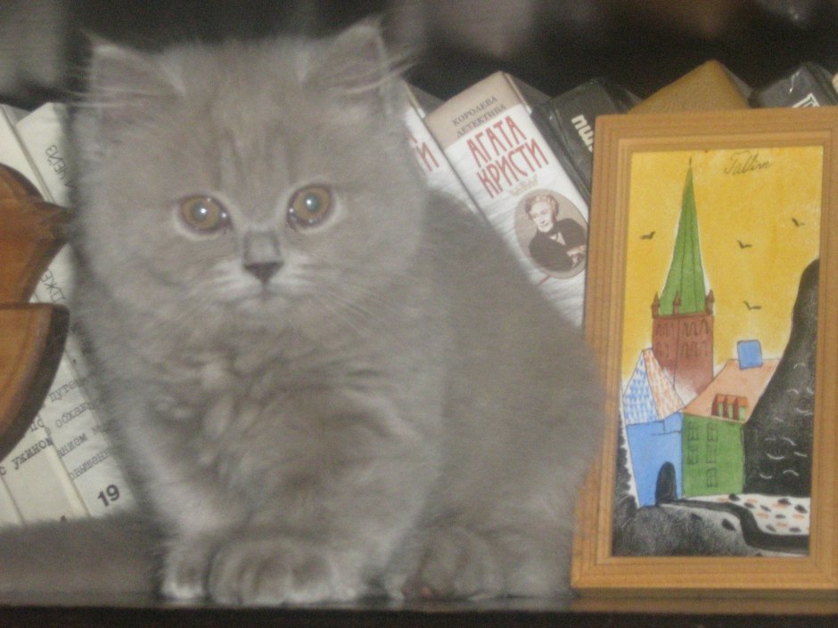 Коты британцы в детстве