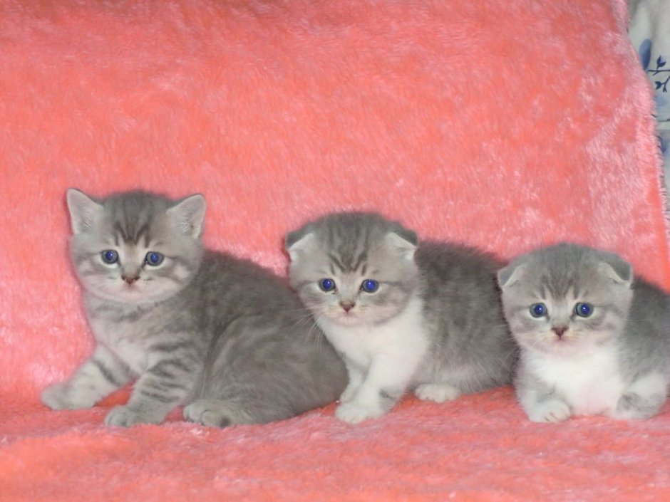 Шотландские котята вислоухие и прямоухие