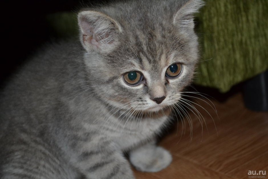 Метис шотландской кошки