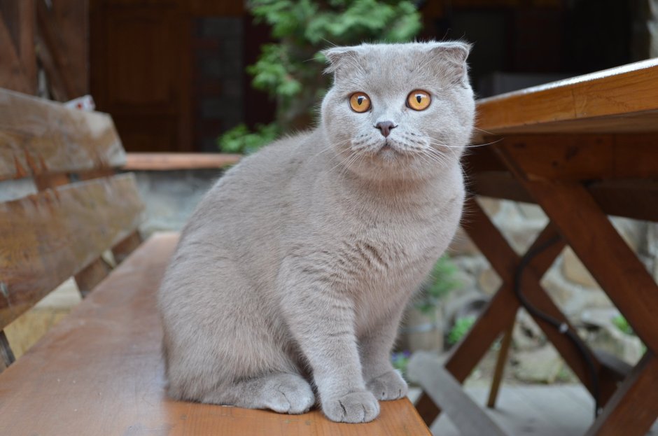 Британец смешанный с шотландцем