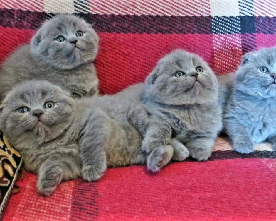 Шотландские вислоухие котята голубого окраса