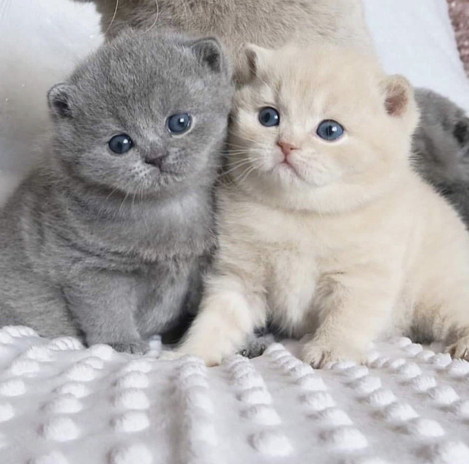 Британские котята скоттиш