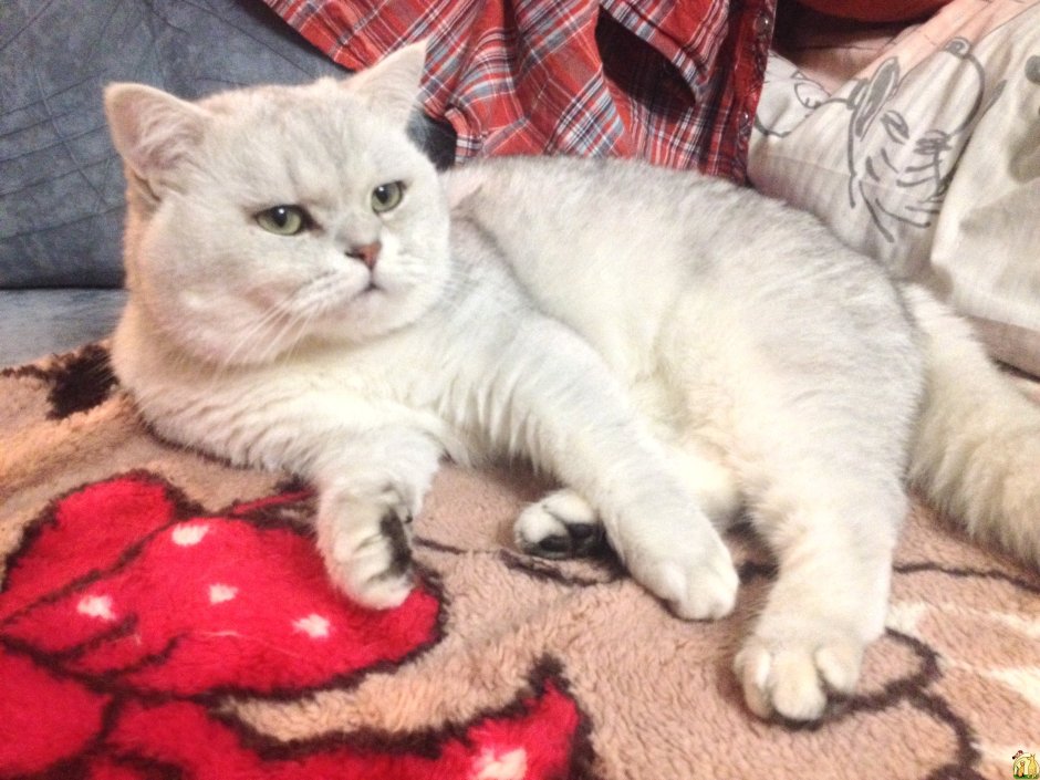 Коты шотландцы Бурмилла