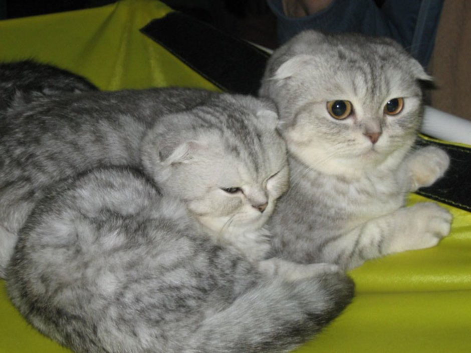 Шотландский вислоухий кот снежный Барс