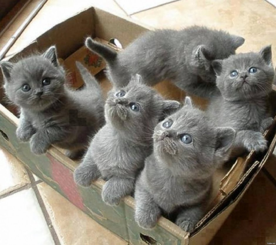 Продаются котята британцы