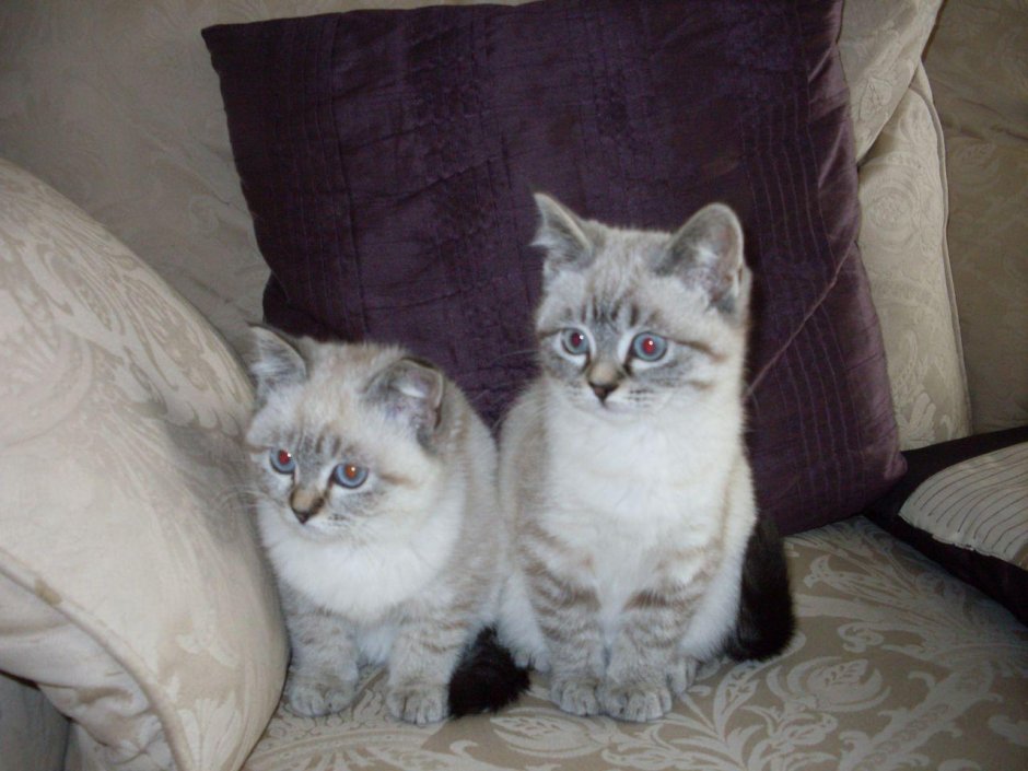 Помесь сиамской кошки и британского кота