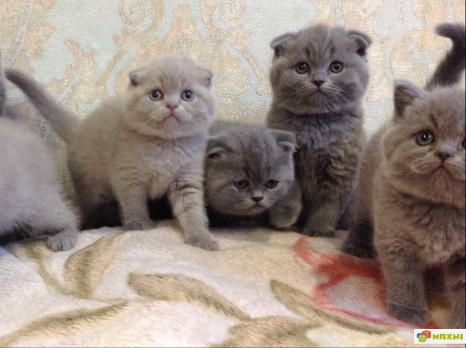 Смесь британца и шотландца прямоухого