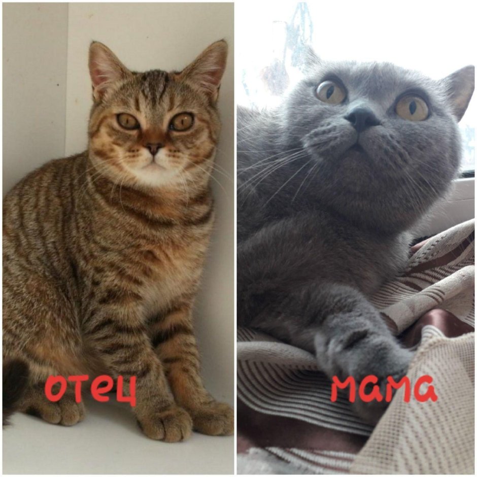 Смесь британца и шотландца прямоухого