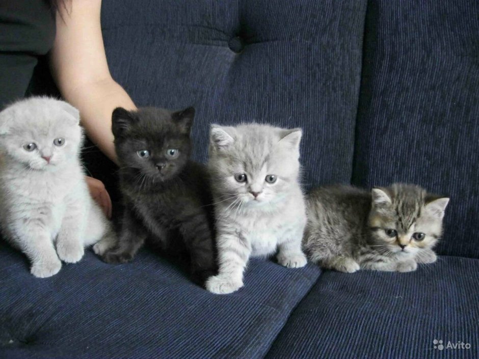 Шотландские котята