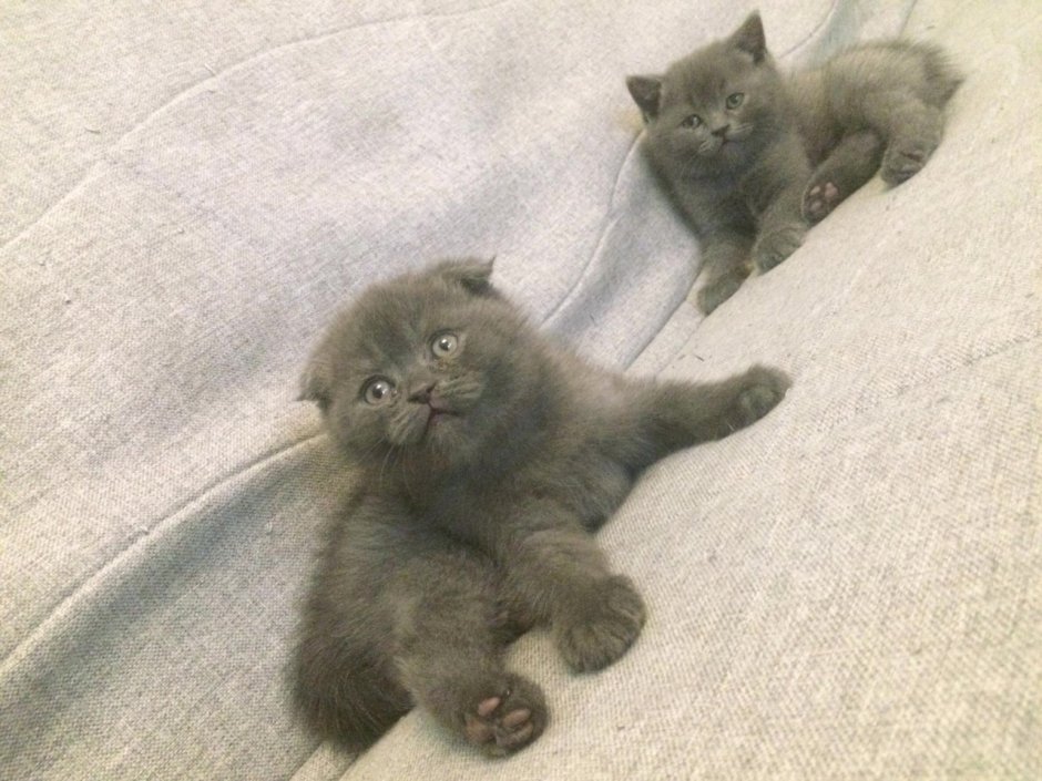 Вислоухие британские котята Полукровки