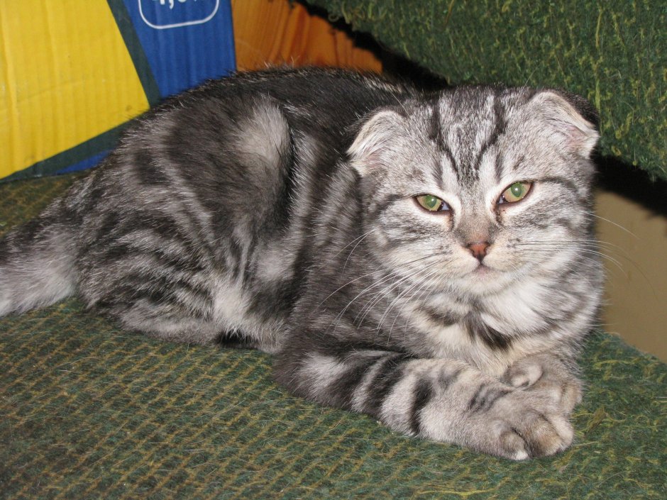 Шотландская вислоухая кошка метис