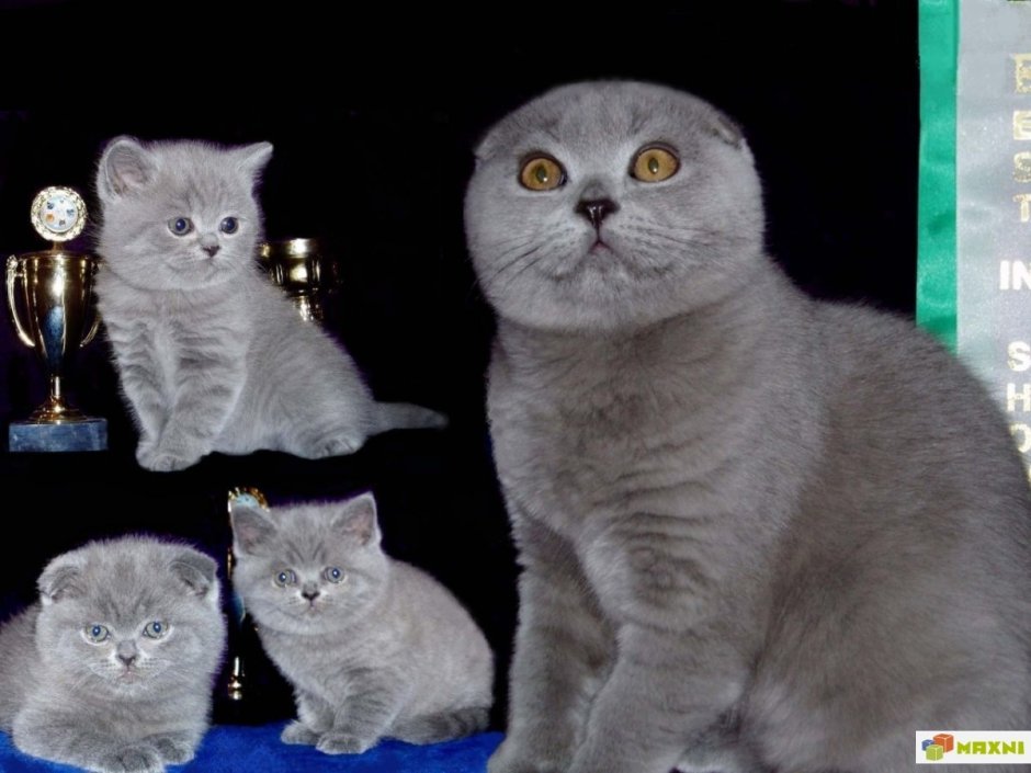 Британская скоттиш фолд прямоухая