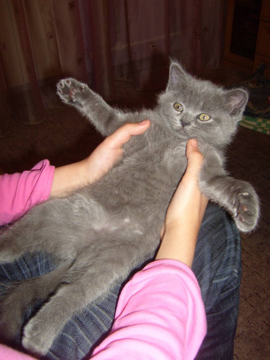 Серый кот метис шотландца