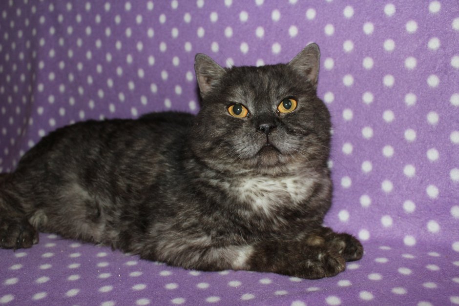 Метис шотландской кошки и британца