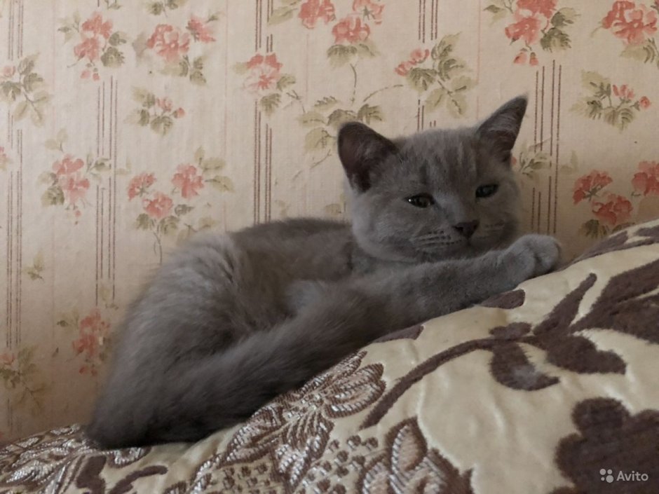 Смесь сибирской и британской кошки