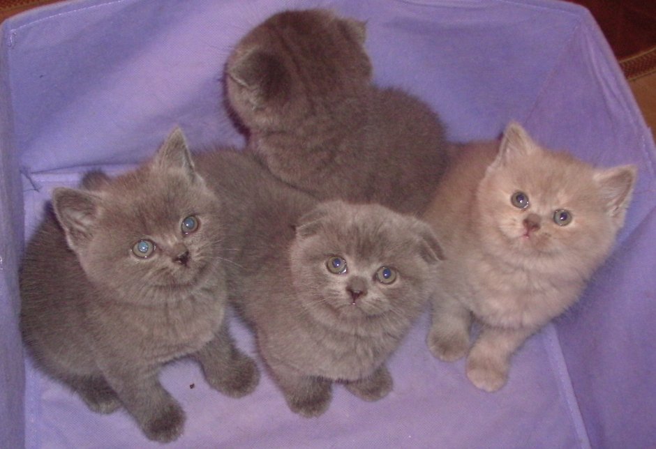 Шотландский прямоухий кот метис