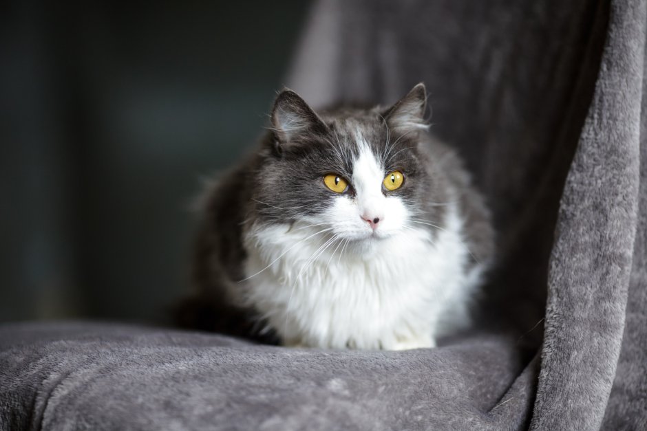 Сибирский кот серо белый