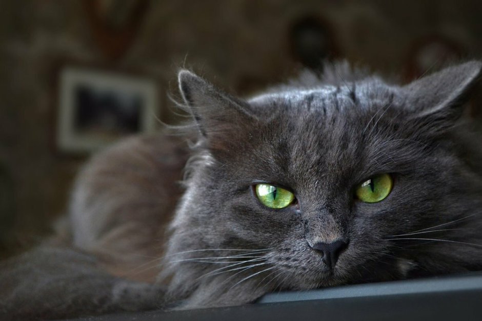 Кот породы Нибелунг