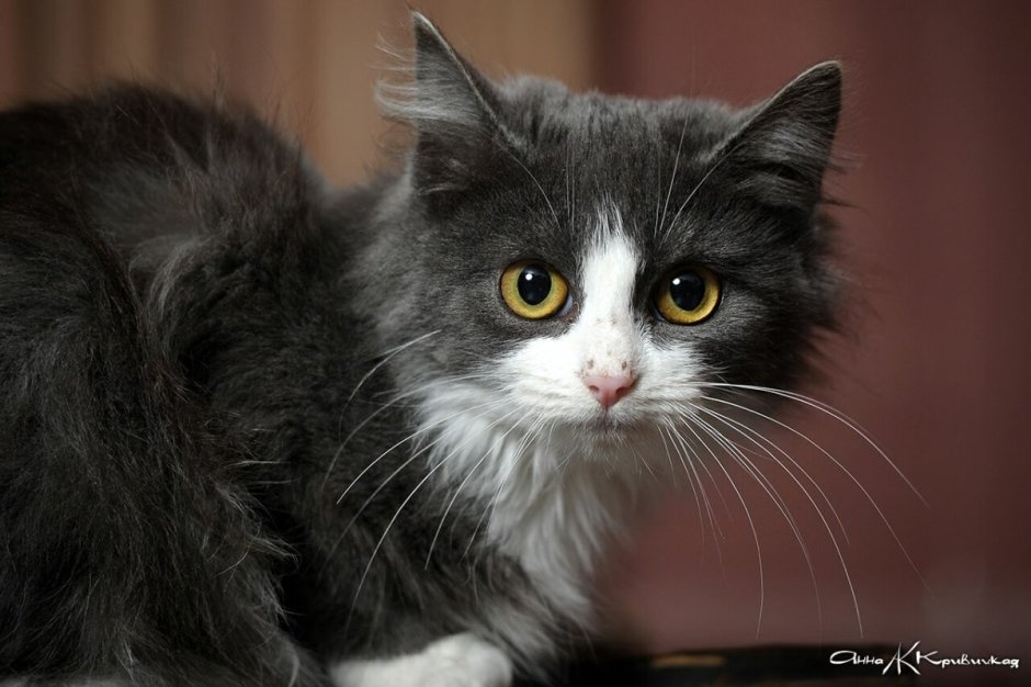 Кошка серая с белым пушистая