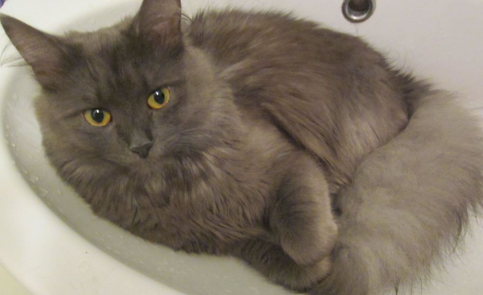 Нибелунг котята маленькие