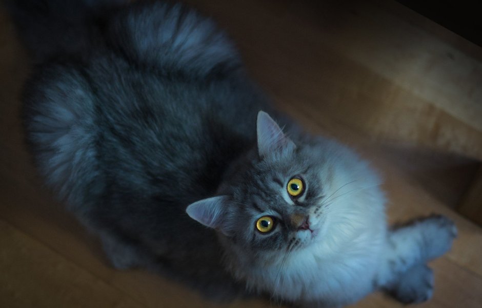 Голубой пушистый кот