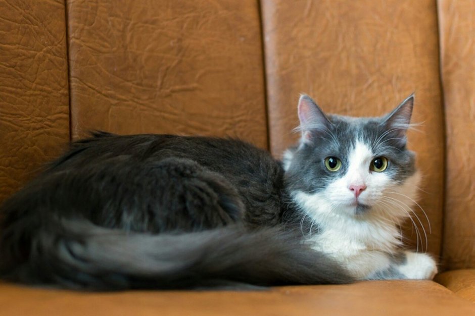 Серая кошка беспородная