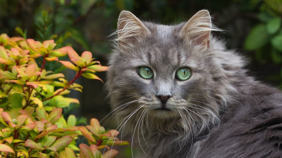 Сибирская дымчатая длинношерстная