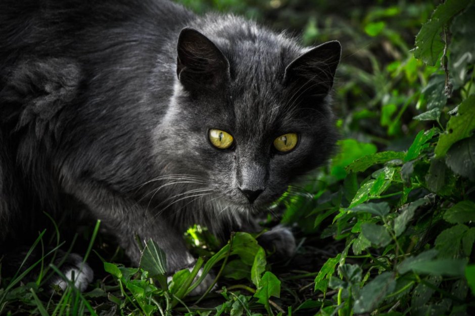 Черный пушистый кот с зелеными глазами