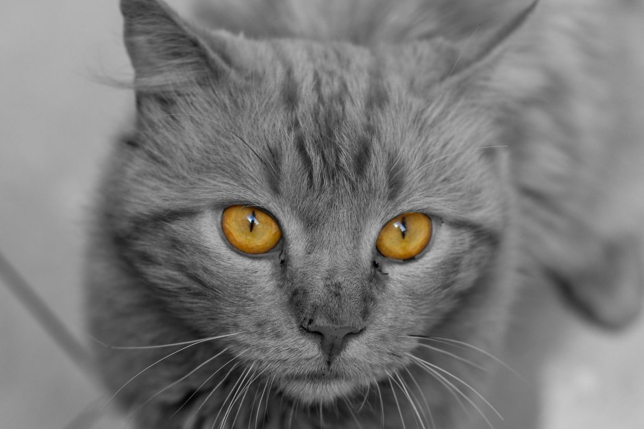 Пушистая серая кошка с янтарными глазами