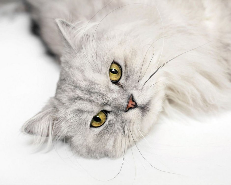 Картинки на рабочий стол котики 400[400