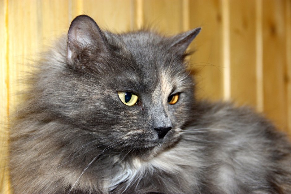 Сибирская кошка дымчатая