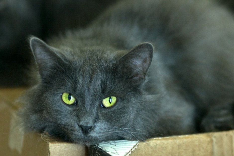 Сибирский Нибелунг метис