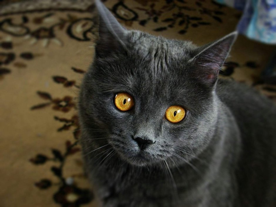 Британец шартрез черный