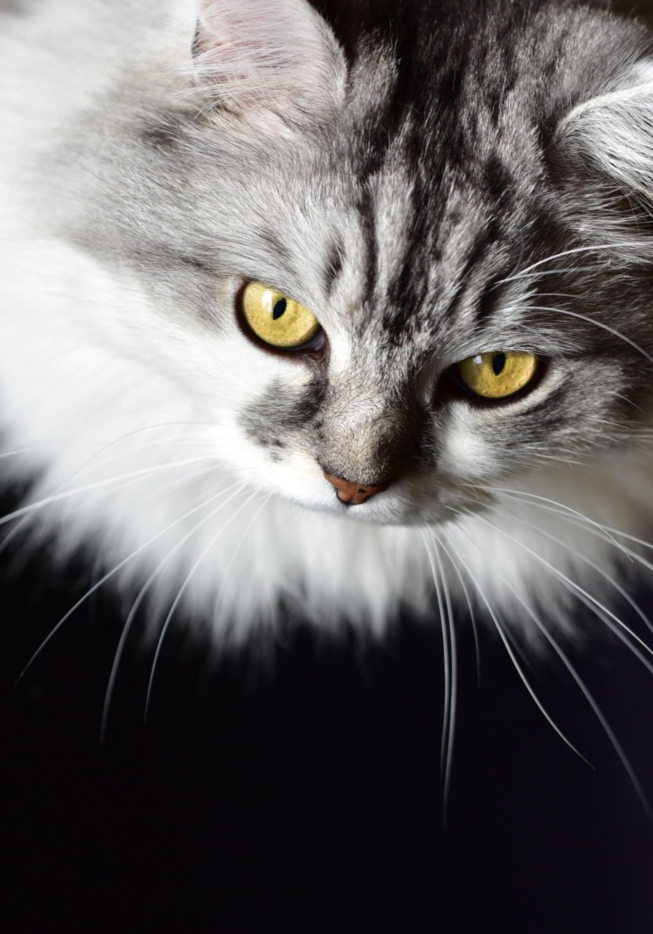 Серый кот с желтыми глазами