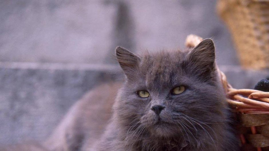 Персидская голубая кошка