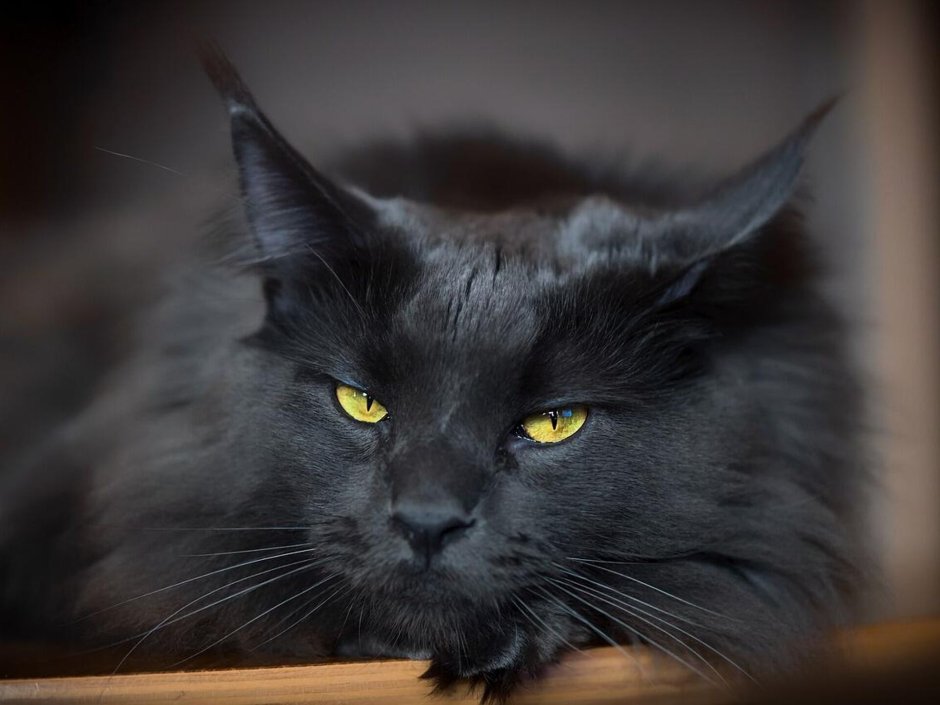 Мейн кун черный