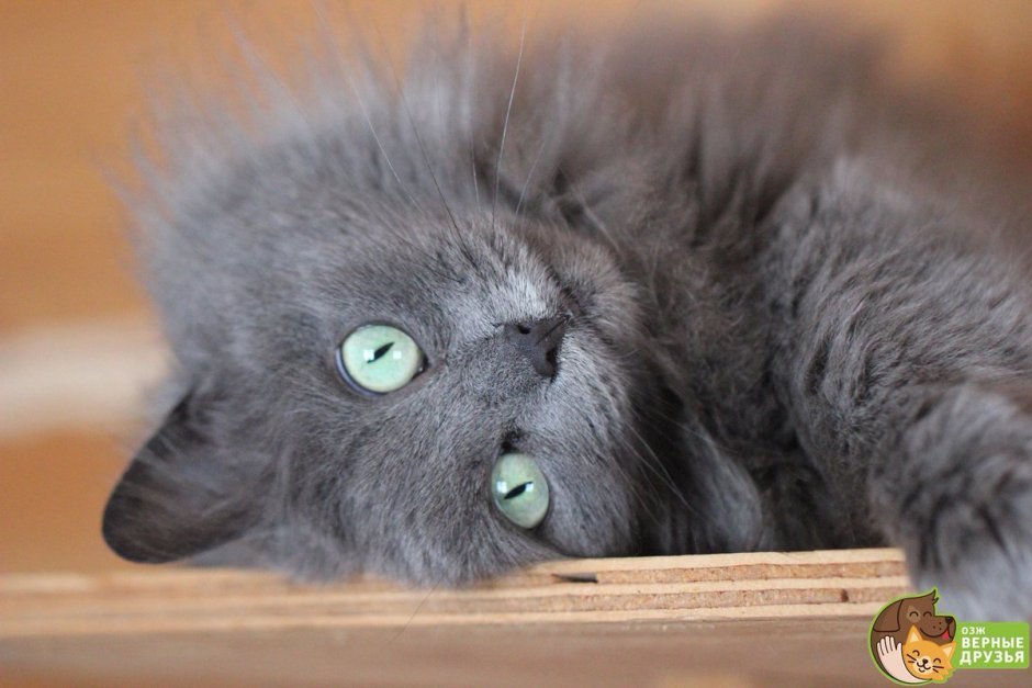 Серый пушистый кот