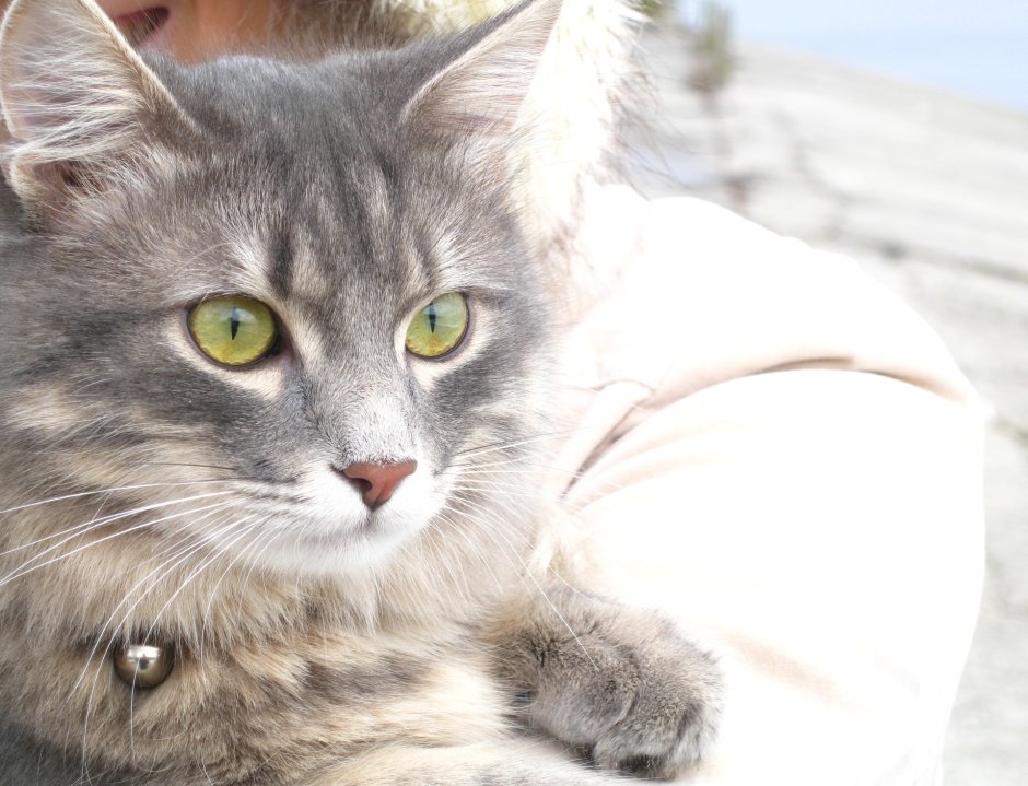 Серая кошка беспородная