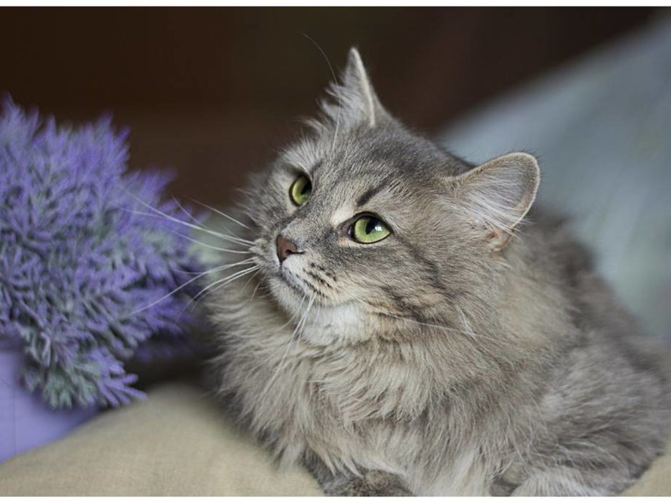 Сибирская кошка дымчатая