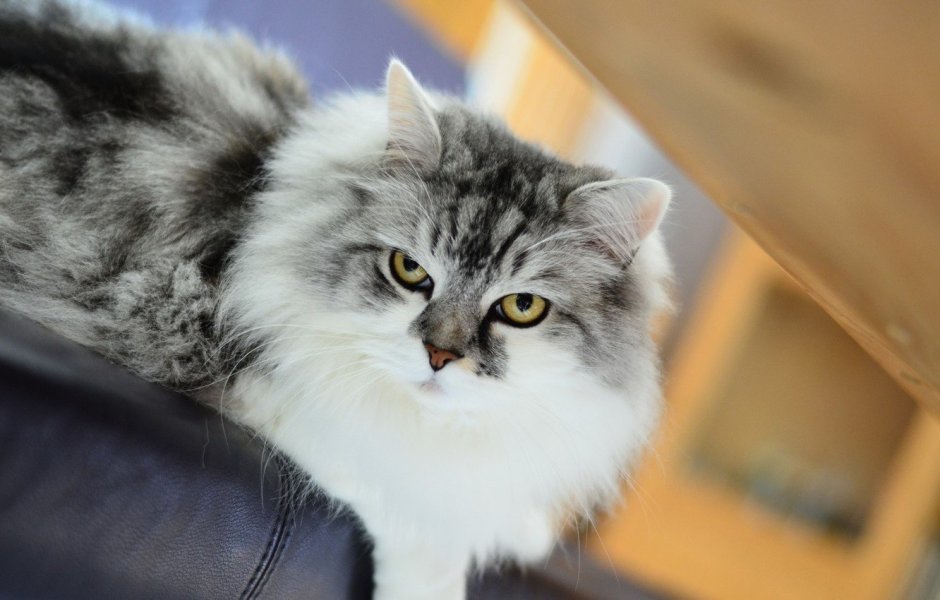 Сибирская кошка серо белая