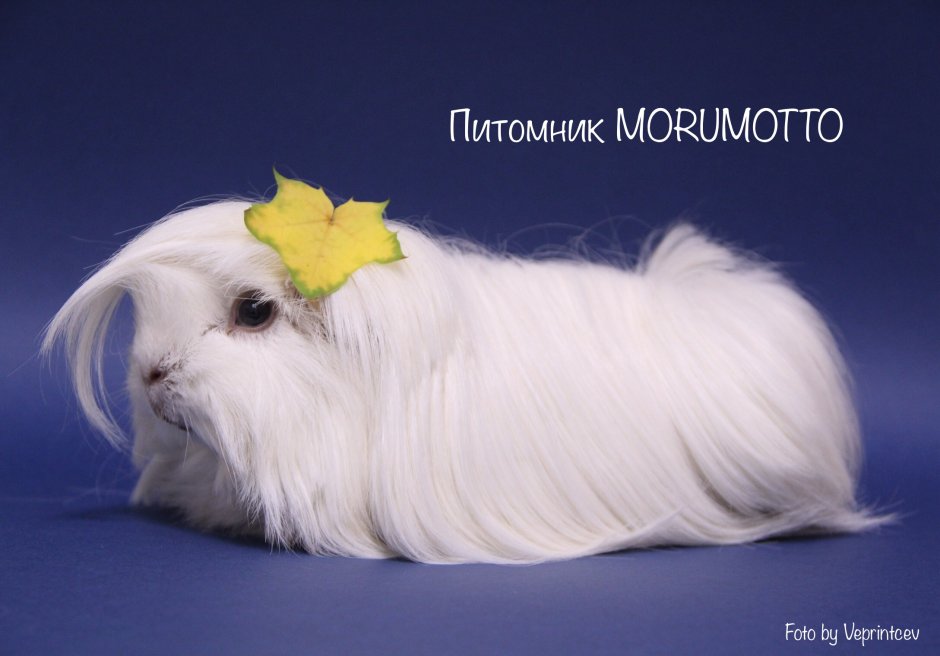 Заводчик собак